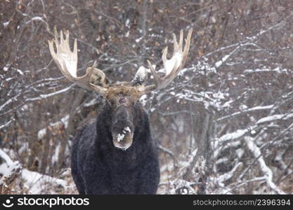 Bull Moose in Winter Saskatchewan Canada close up