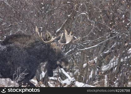 Bull Moose in Winter Saskatchewan Canada close up