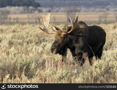 Bull moose standing in sagebrush meadow in autumn