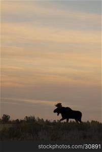 Bull moose walking on hill top with sunrise