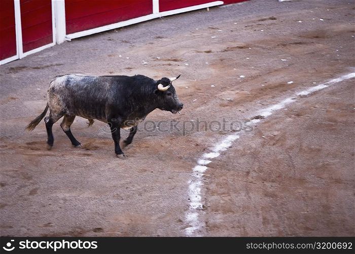 Bull running in a bullring, Plaza De Toros San Marcos, Aguascalientes, Mexico