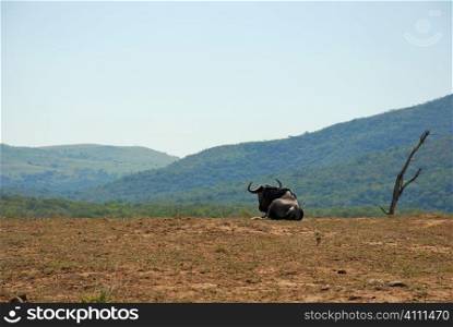 Bull sits on hillside in South Africa