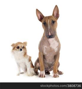 bull terrier and chihuahua in front of white background