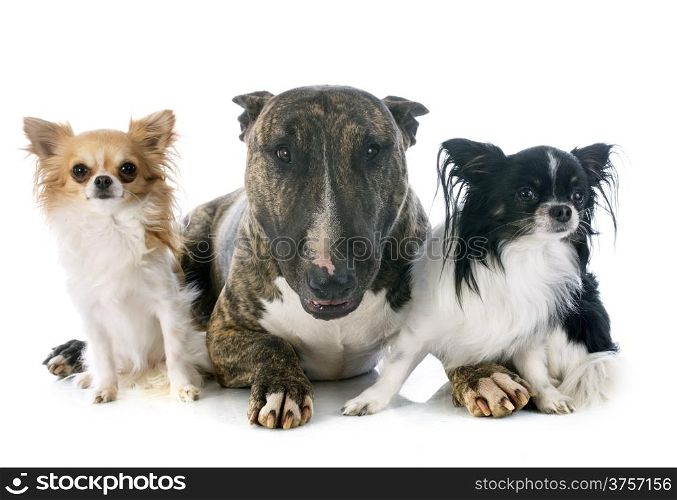 bull terrier and chihuahuas in front of white background