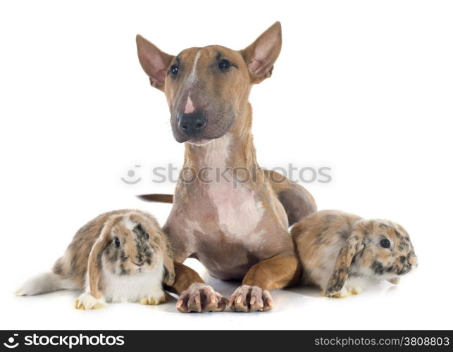 bull terrier and rabbit in front of white background