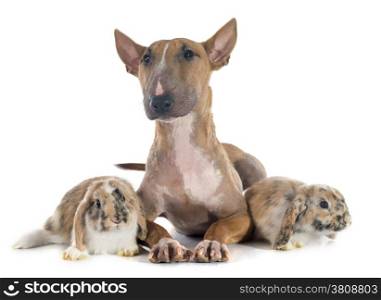 bull terrier and rabbit in front of white background