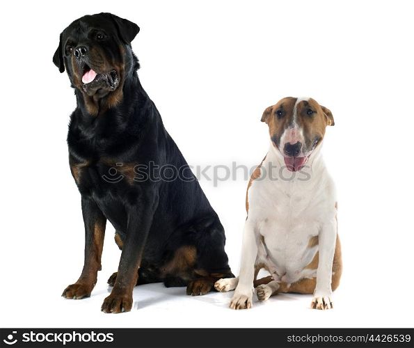 bull terrier and rottweiler in front of white background