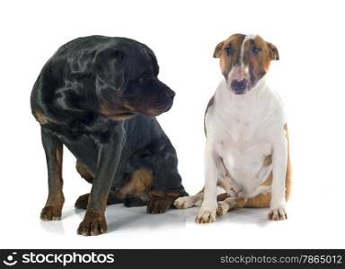 bull terrier and rottweiler in front of white background