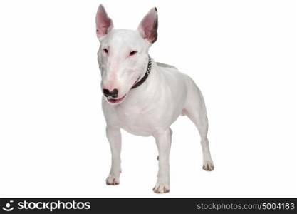 bull terrier. bull terrier dog in front of a white background