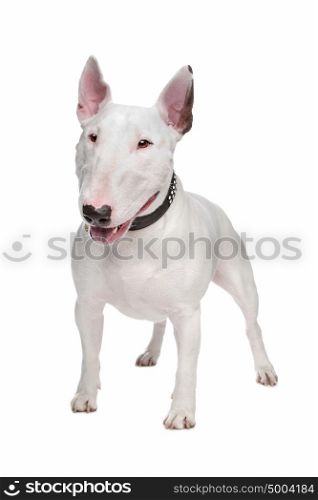 bull terrier. bull terrier dog in front of a white background