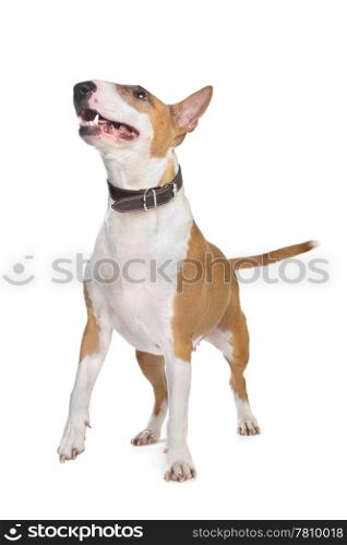 Bull Terrier. Bull Terrier in front of a white background