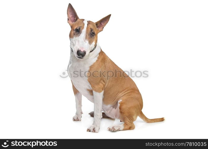 Bull Terrier. Bull Terrier in front of a white background