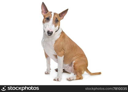 Bull Terrier. Bull Terrier in front of a white background