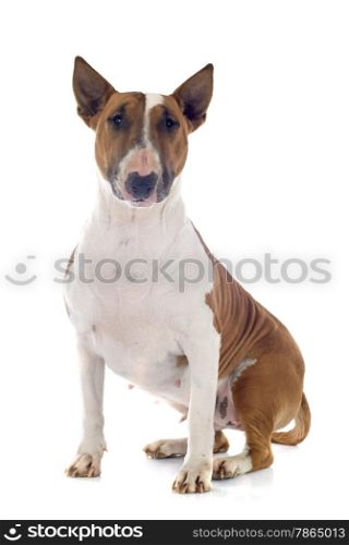 bull terrier in front of white background