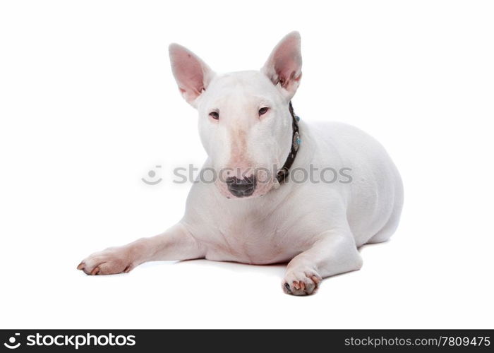 Bull terrier isolated on a white background