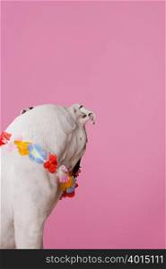 Bulldog wearing a flower garland