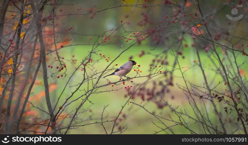 Bullfinch female perching on the branches covered with red berries and orange leaves against bright green background in the public park