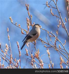 bullfinch on alder branches in the forest