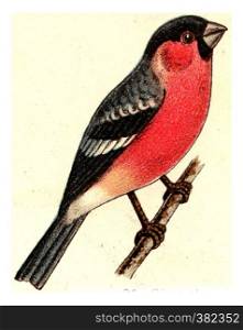 Bullfinch, vintage engraved illustration. From Deutch Birds of Europe Atlas.