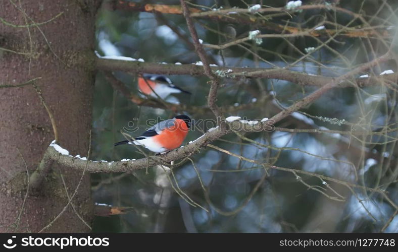 bullfinches on a branch ate in the forest