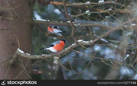 bullfinches on a branch ate in the forest