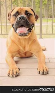 Bullmastiff dog laying on a patio with tongue out, drooling