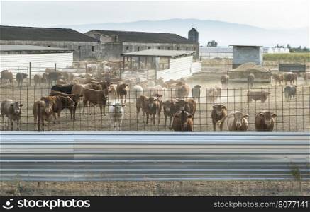 Bulls in a farm. Buildings and fences
