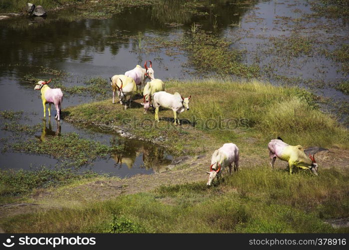 Bulls or livestock grazing and drinking water at Vetal tekdi, Pune. Bulls or livestock grazing and drinking water at Vetal tekdi, Pune.