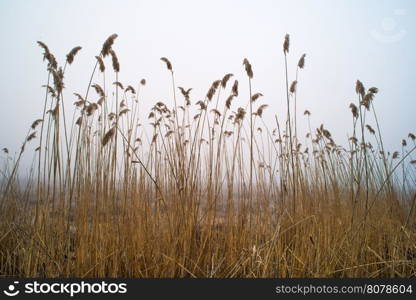 Bulrush on blue sky background. Sunrise