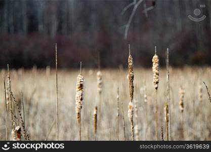 Bulrush plants in a marsh