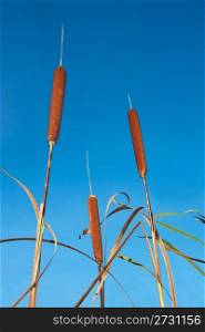 Bulrush tops on the background of blue sky
