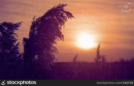 bulrushes against sunlight over sky background in sunset
