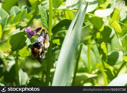 Bumble bee collecting nectar