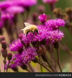 Bumble bee extracting pollen on vivid pink flower. Autumn UK.