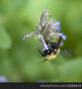 Bumble bee on a flower in Lake of the Woods, Ontario