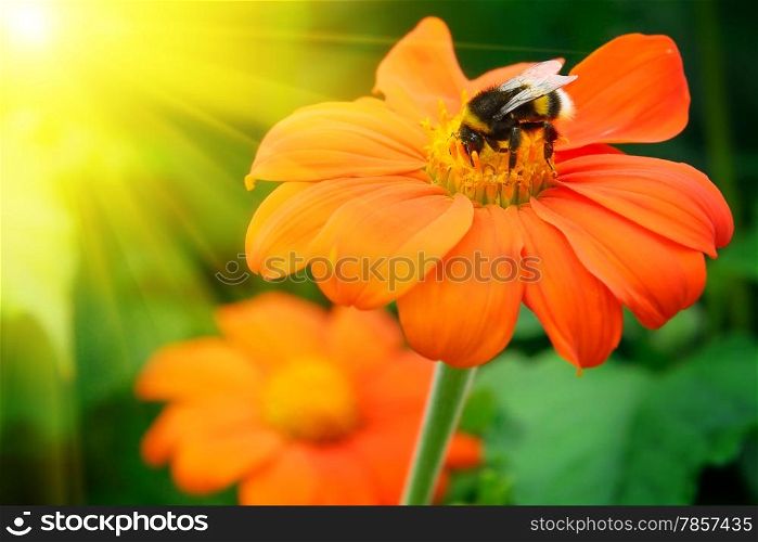 Bumble bee pollinating a flower lit by the sun