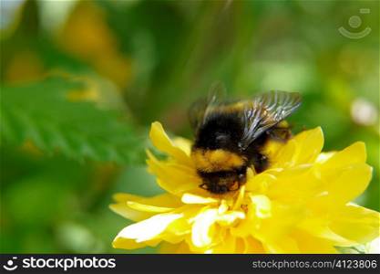 bumble bee pollinating yellow flower in summer time