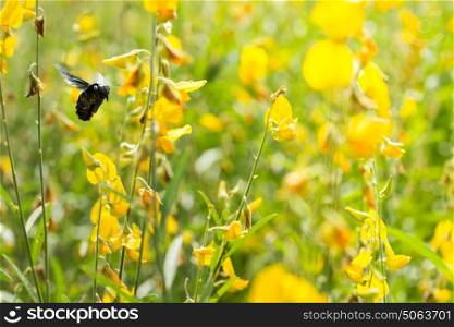 Bumble Bee swarm flying flowers
