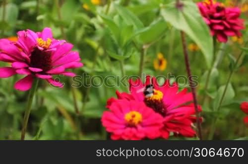 bumblebee (Bombus) moves from one pink flower to another