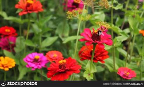 bumblebee (Bombus) moves from pink flower to another red one