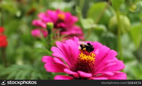 bumblebee (Bombus) on pink flower in garden, close-up
