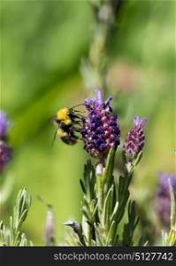 Bumblebee collecting nectar from Lavender flower