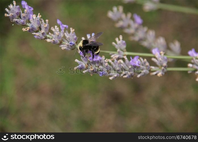 Bumblebee collecting pollen from lavender in bloom , Seattle garden, Pacific Northwest