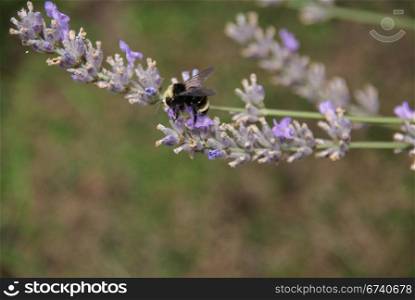 Bumblebee collecting pollen from lavender in bloom , Seattle garden, Pacific Northwest