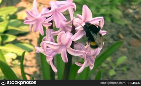bumblebee collects nectar on hyacinth.
