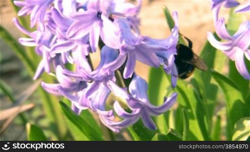 bumblebee collects nectar on hyacinth.