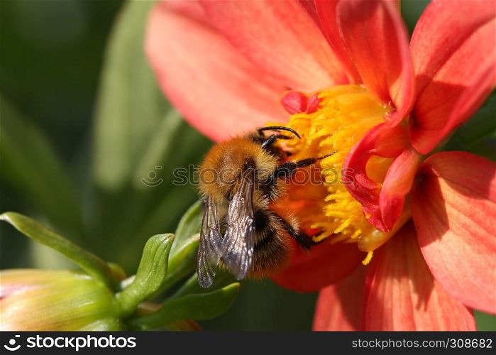 bumblebee is collecting nectar on the red peony