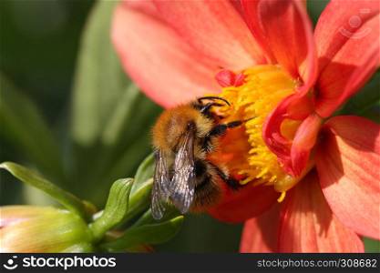 bumblebee is collecting nectar on the red peony