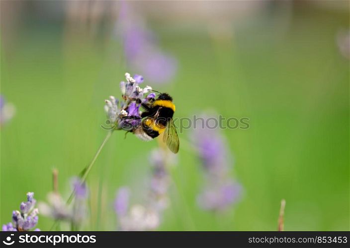 Bumblebee is collecting pollen from lavender flower.