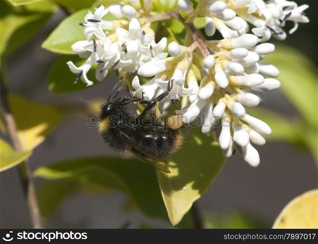 bumblebee looking for honey on a white flower